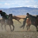 Silk Road Today - World Nomad Games: Is this ancient sport too bizarre for the modern world?